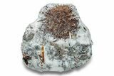 Golden-Brown, Radiating Astrophyllite - Kola Peninsula, Russia #255073-1